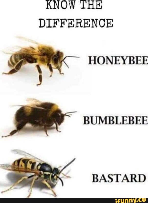 steak #bumblebee #meme #funny funny bumble bee steak meme edit
