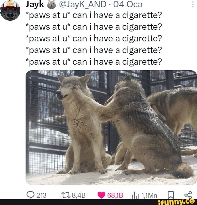 paws at u can i have a cigarette Jayk @JayK_AND 04 Oca 