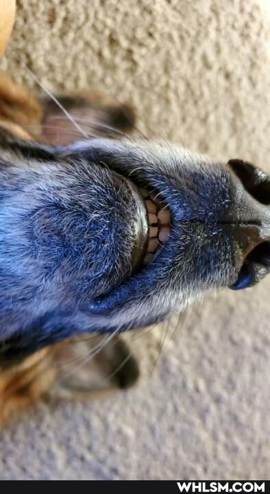 dog, german_shepherd, cheese