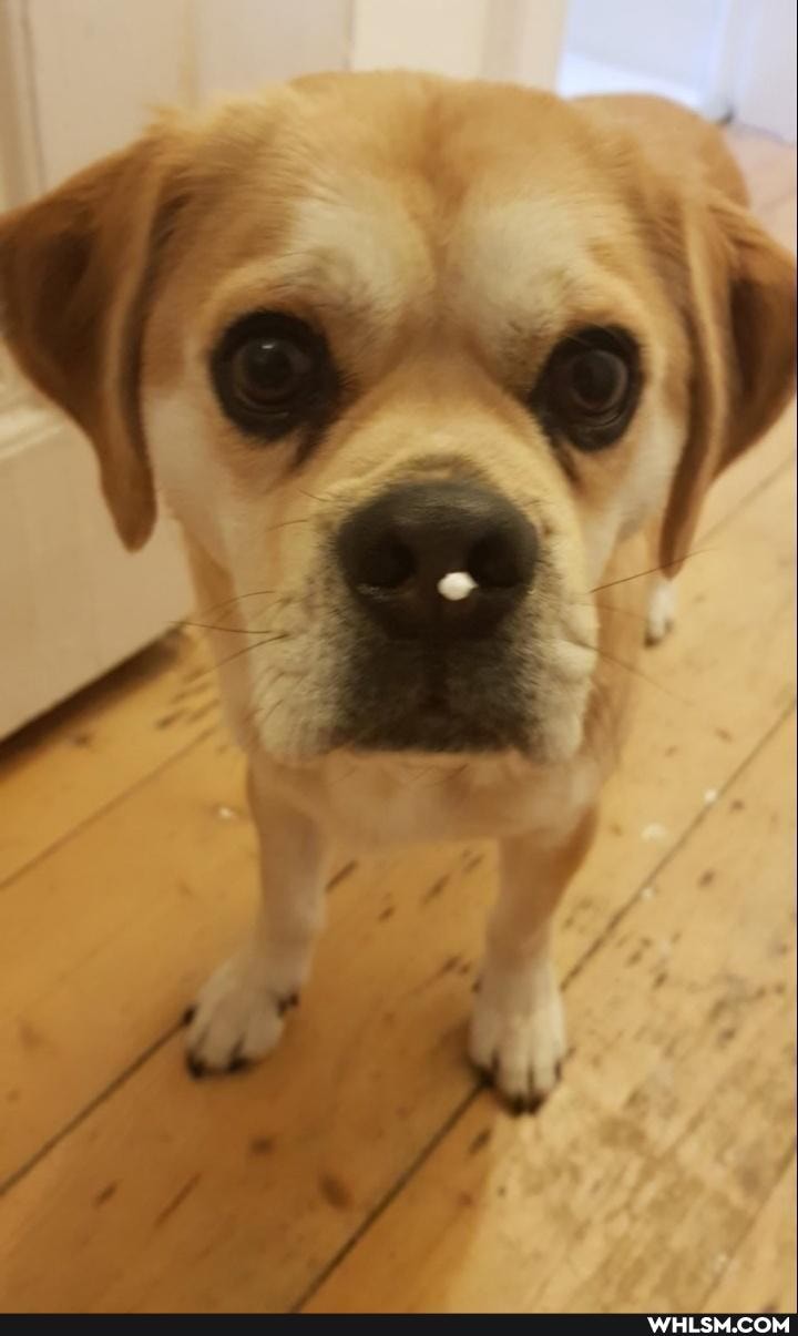 dog, dogs_are_the_best_people