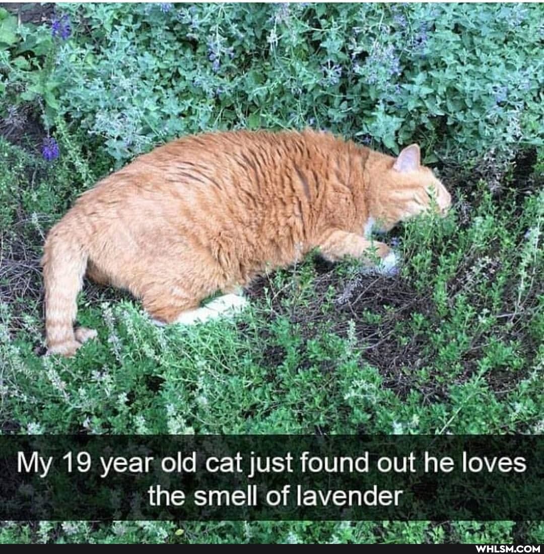 My 19 year old cat just found out he loves
the smell of lavender
