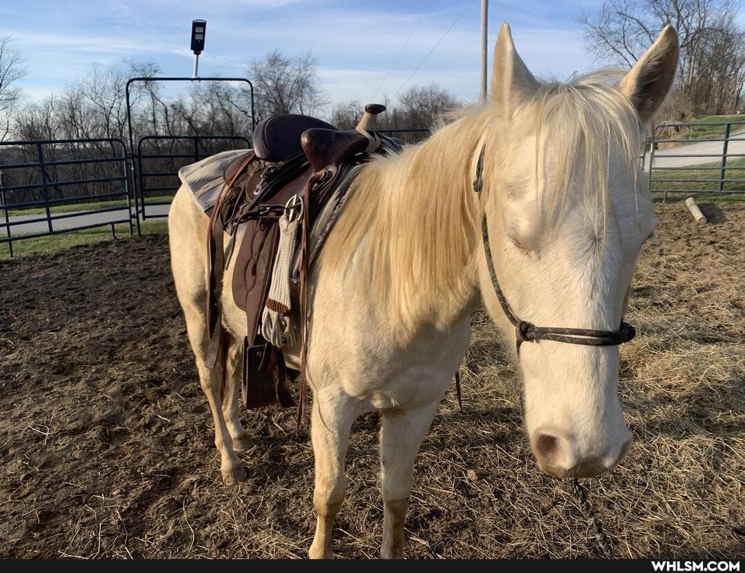 mildly_interesting, horse, horsing_around, horses