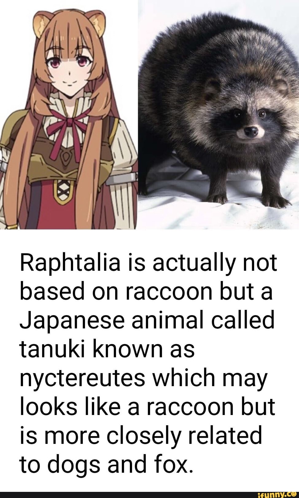 Raphtalia is actually not based on raccoon but a Japanese animal called