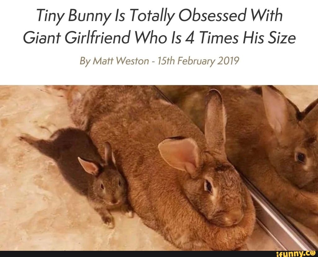 Tiny Bunny Is Totally Obsessed With Giant Girlfriend Who Is 4 Times His