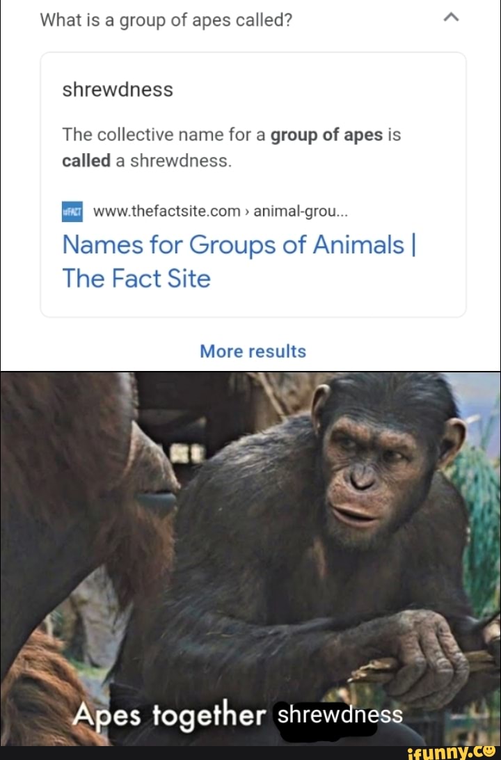 what-is-a-group-of-apes-called-shrewdness-the-collective-name-for-a