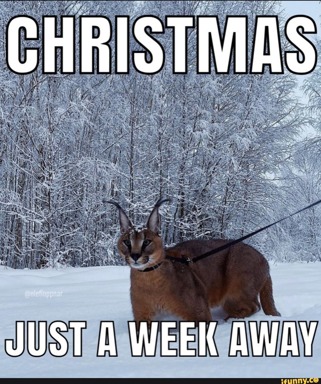Christmas Is Just A Week Away Meme CHRISTMAS JUST A WEEK AWAY - iFunny