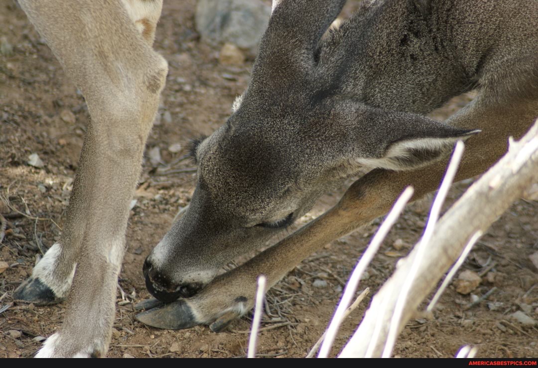 Various Tucson Arizona Desert Museum Animals - America’s Best Pics And ...