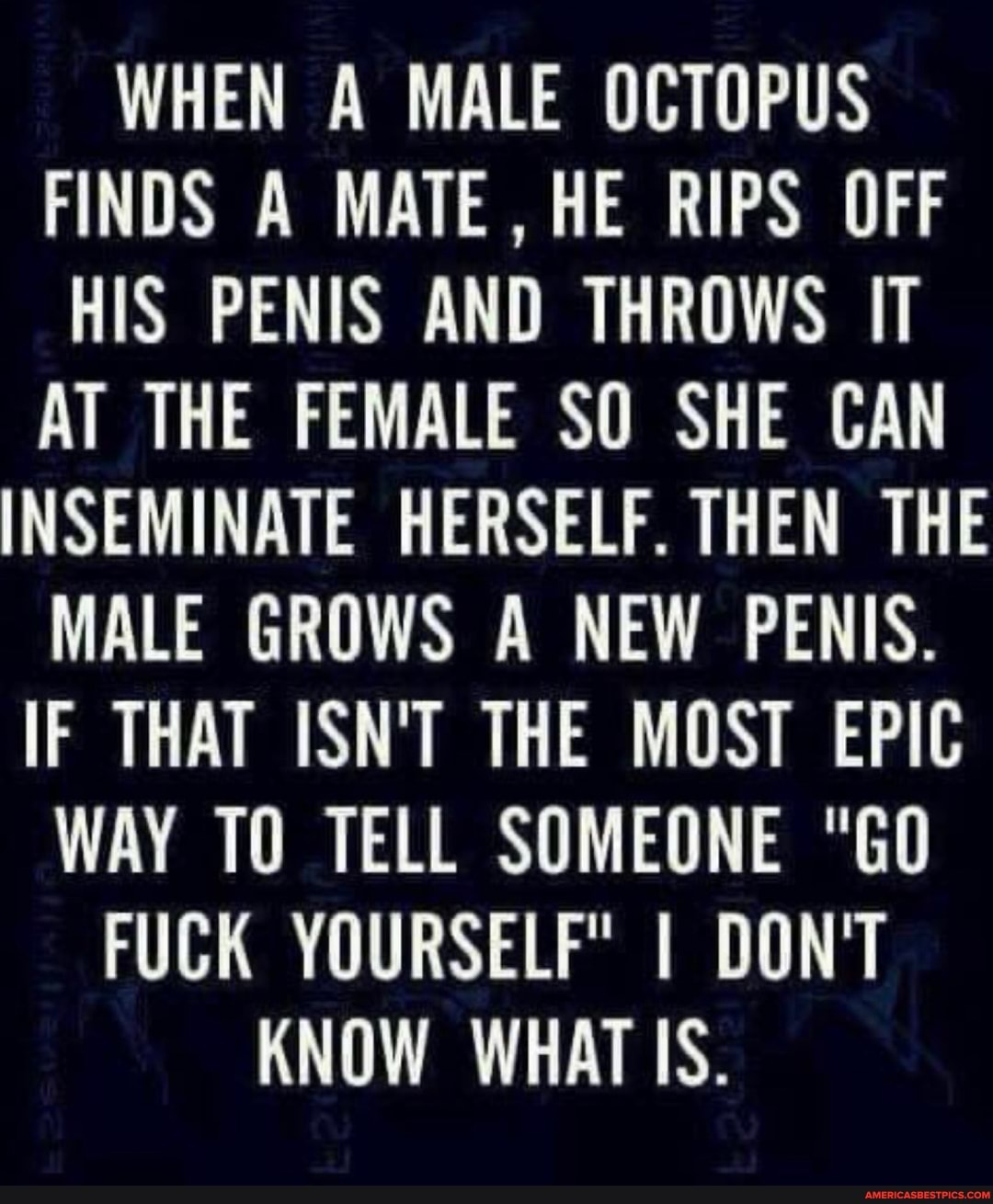 WHEN A MALE OCTOPUS FINDS A MATE, HE RIPS OFF HIS PENIS AND THROWS IT AT THE FEMALE SO SHE CAN
INSEMINATE HERSELF. THEN THE MALE GROWS A NEW PENIS.
IF THAT ISN'T THE MOST EPIC WAY TO TELL SOMEONE "GO
FUCK YOURSELF" I DON'T
KNOW WHAT IS.