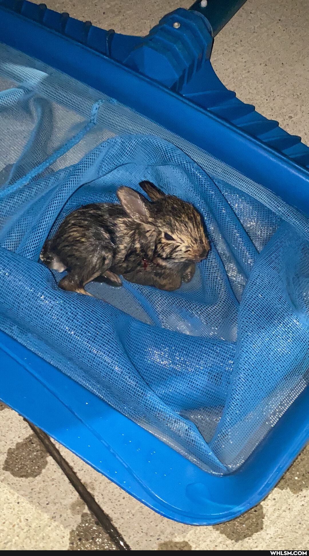 bunny, baby_animals, animal_rescue, rescue, easter_bunny