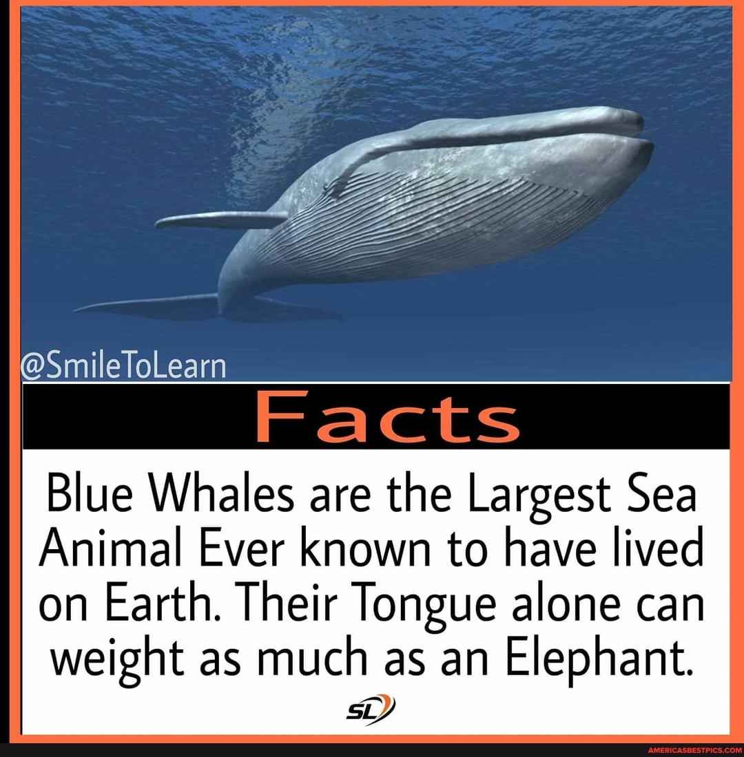 @smiletolearn Facts Blue Whales Are The Largest Sea Animal Ever Known 