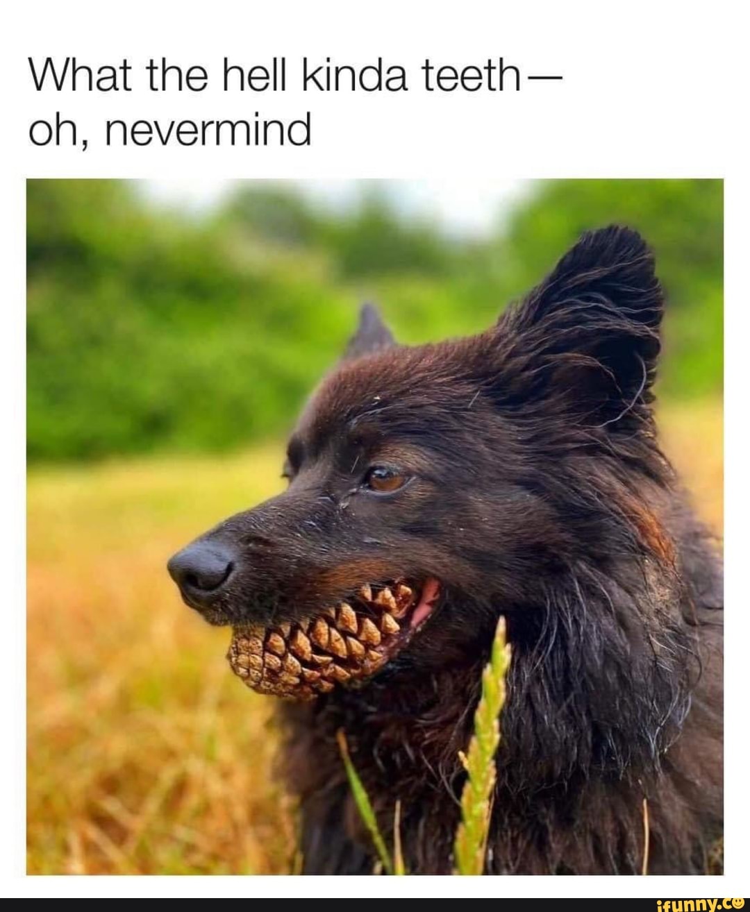 What the hell kinda teeth-
oh, nevermind