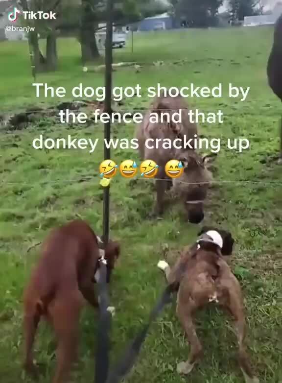 Cf Tiktok The Dog Got Shocked By The Fence And That Donkey Was Cracking Up Cf Tiktok The Dog Got Shocked By The Fence And That Donkey Was Cracking Up