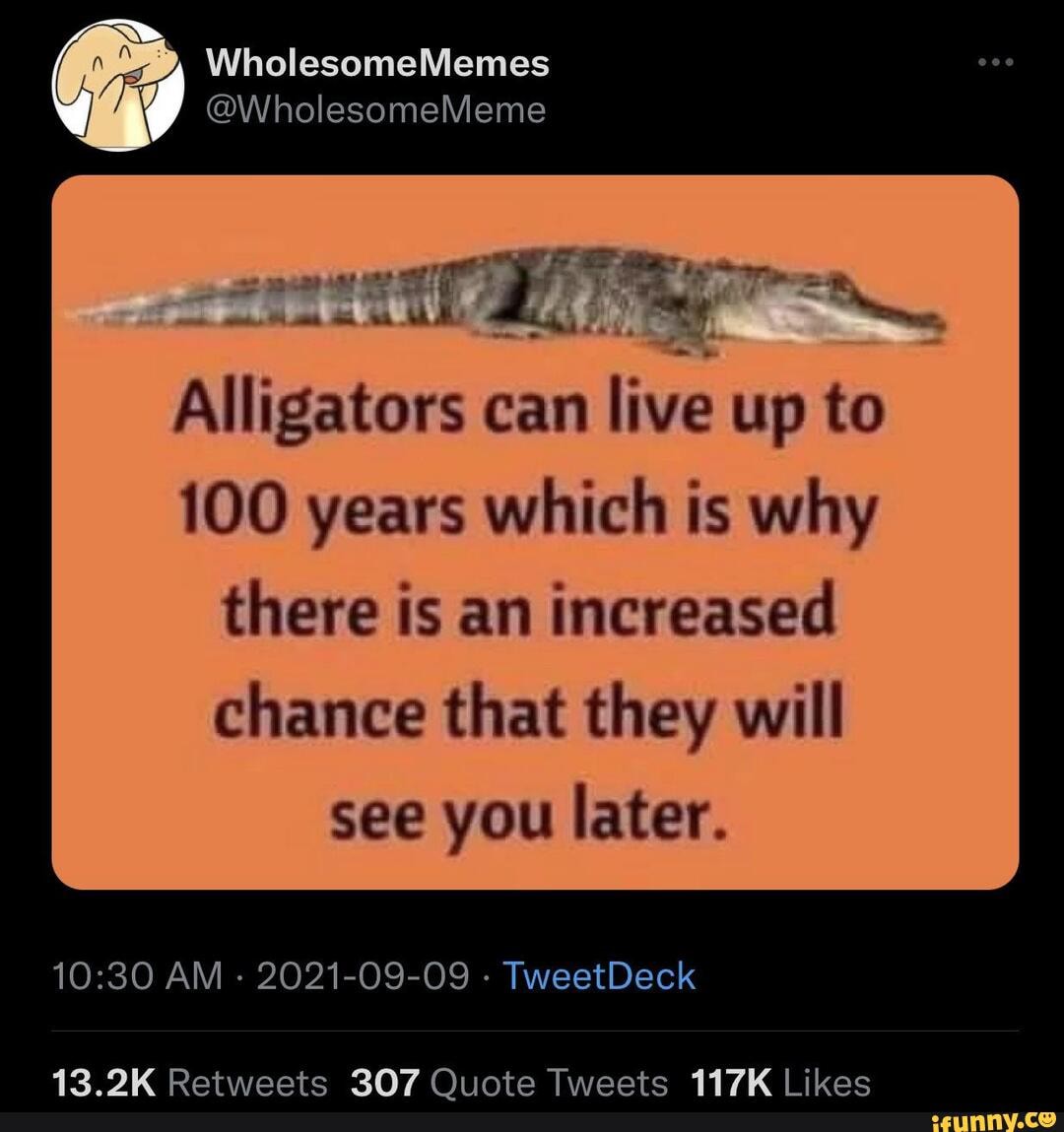 never-get-stalked-by-an-alligator-wholesomememes-wholesomememe