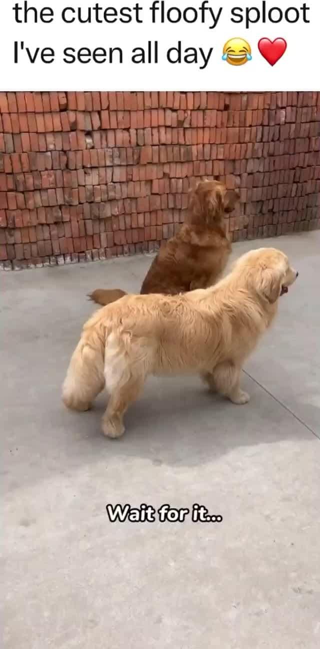 Sploot memes. Best Collection of funny Sploot pictures on iFunny