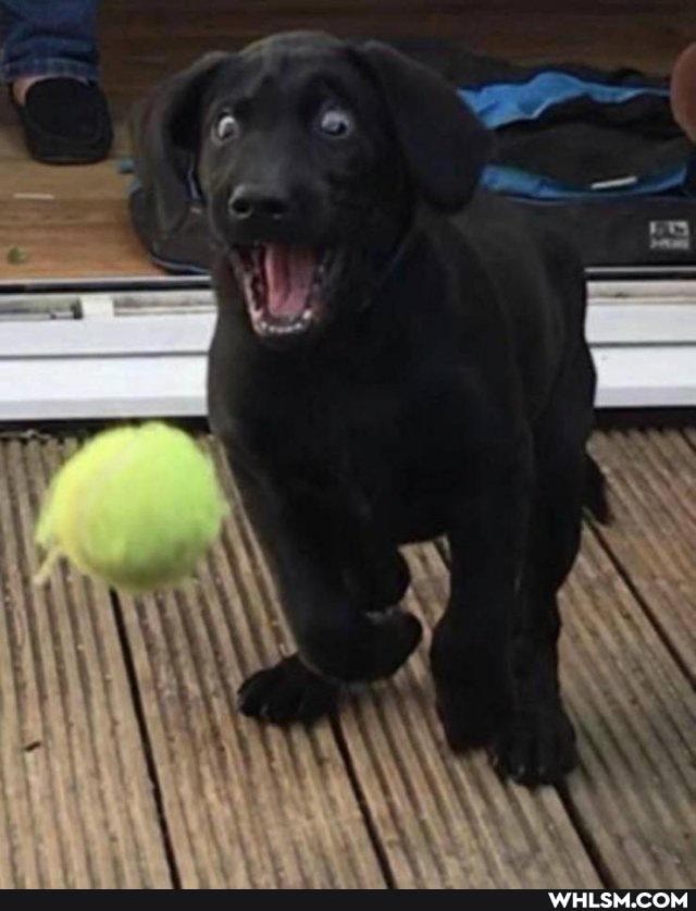 funny, dogs, aww, mildly_amusing