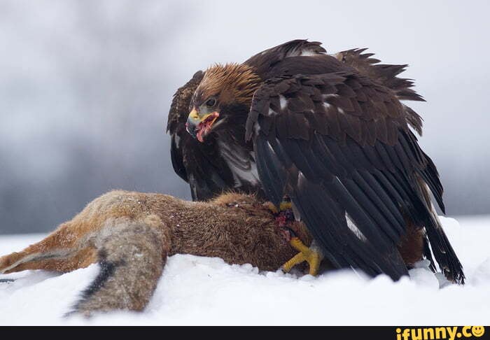 Golden_eagle memes. Best Collection of funny Golden_eagle pictures on ...