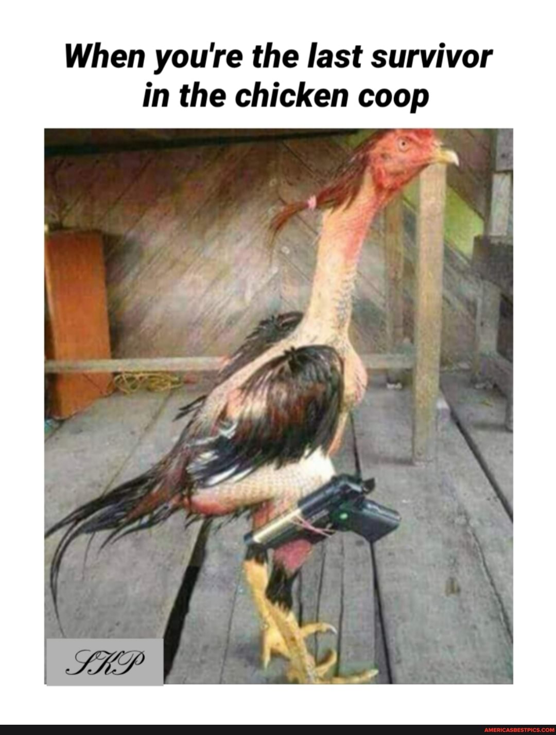 When youre the last survivor in the chicken coop