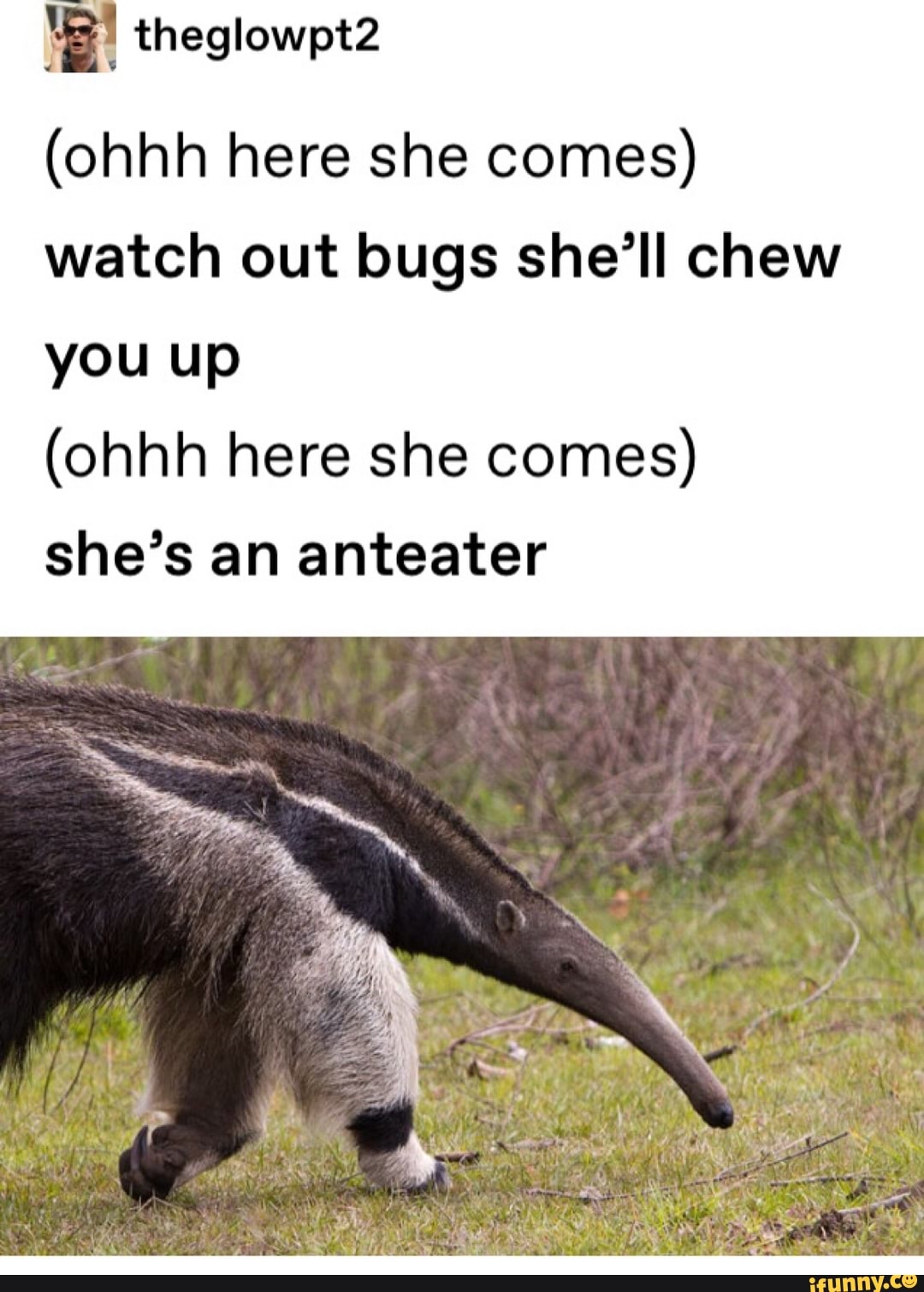 ohhh here she comes watch out bugs shell chew you up ohhh here she  comes shes an anteater - iFunny