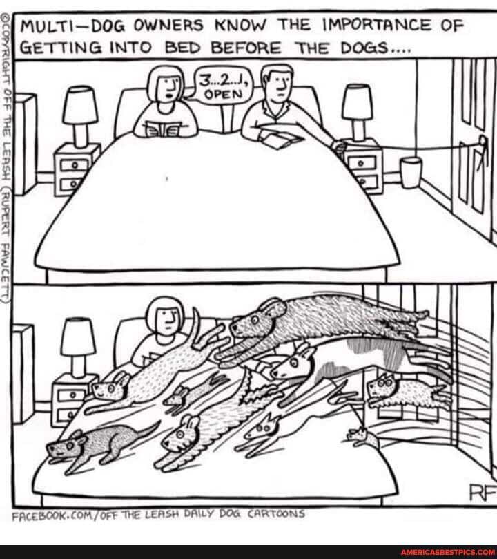 MULTI DOG OWNERS KNOW THE IMPORTANCE OF GETTING INTO BED BEFORE THE DOGS...
ff
KN