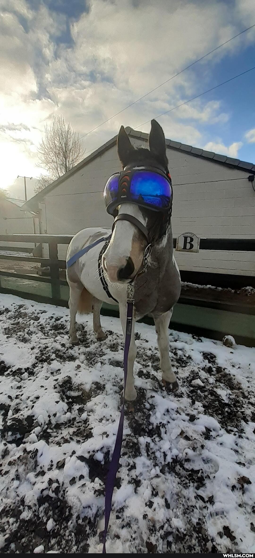 awww, pet_tax, equestrian