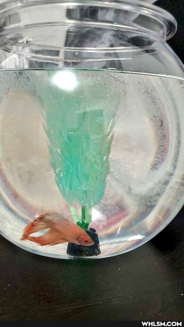 pets, fish, best_friends, baby_animals