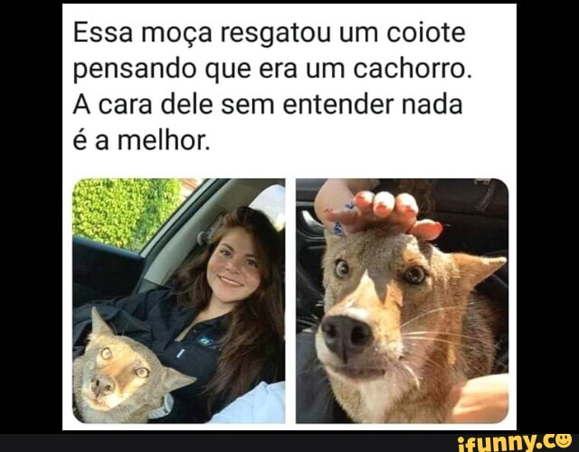 Essa moça resgatou um coiote pensando que era um cachorro.
cara dele sem entender nada é a melhor.