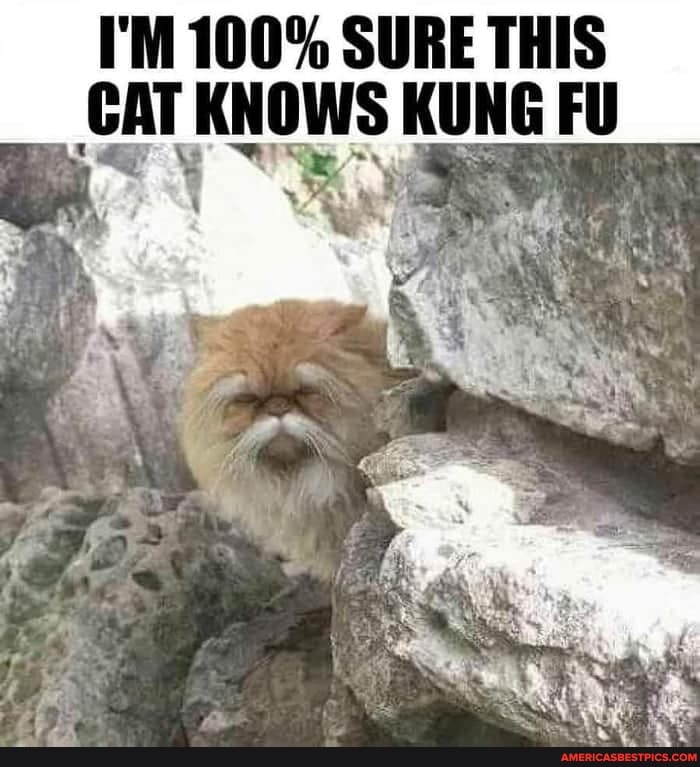 I'M 100% SURE THIS KNOWS KUNG FU