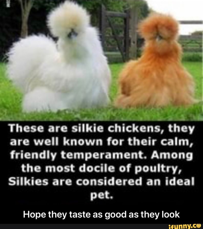 These are silkie chickens, they are well known for their calm, friendly temperament. Among the
