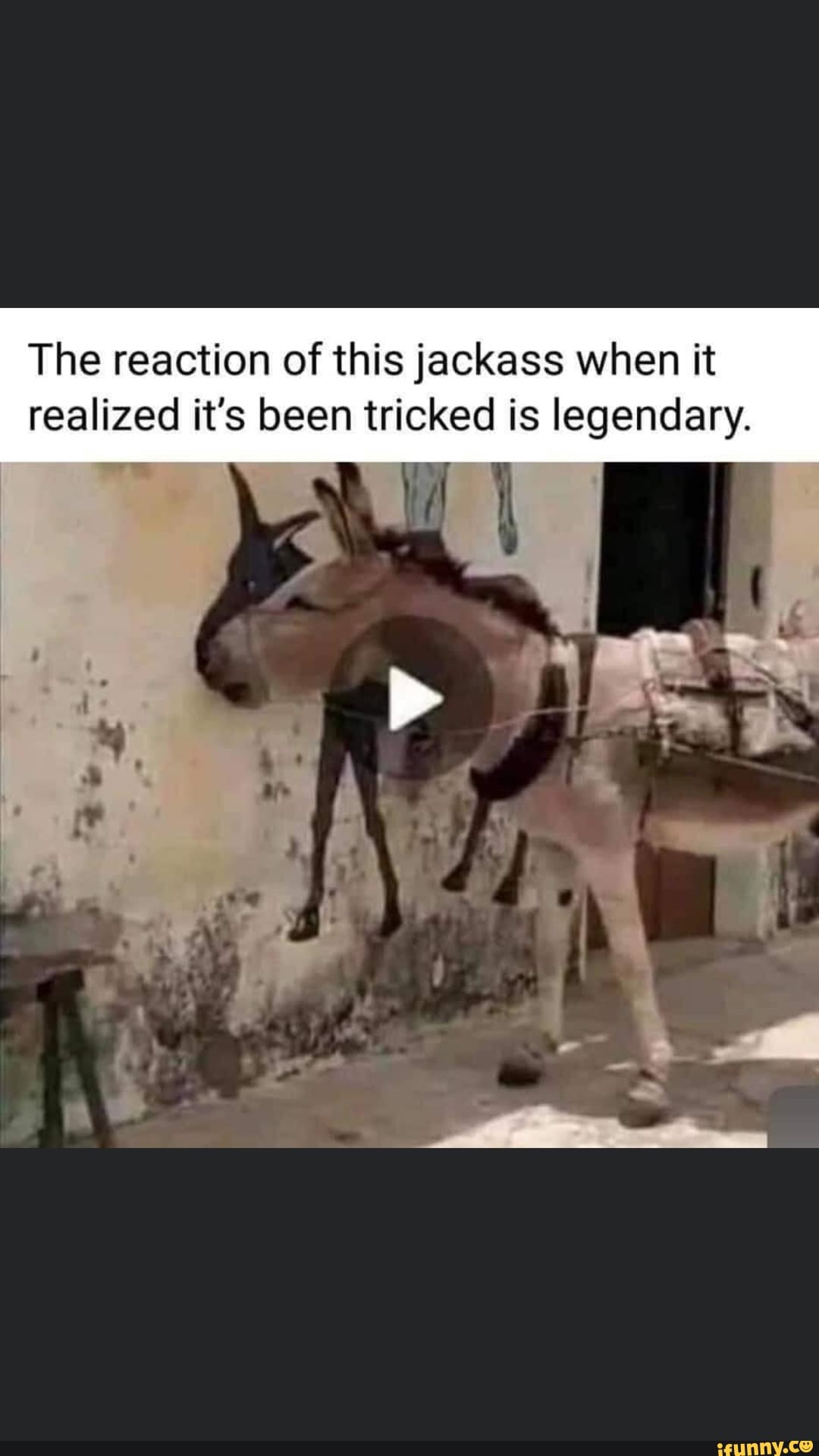 Jackass Memes Memes The Best Memes On Ifunny