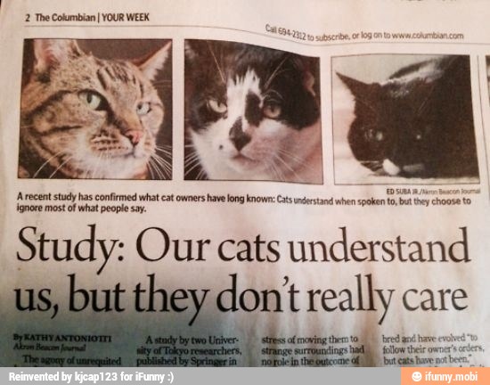 Arecent study has confirmed what cat owners have long known: Cats understand wh
Serer y
choose to
ignore most of what people say.
a alada
Study: Our cats understand
ont really care