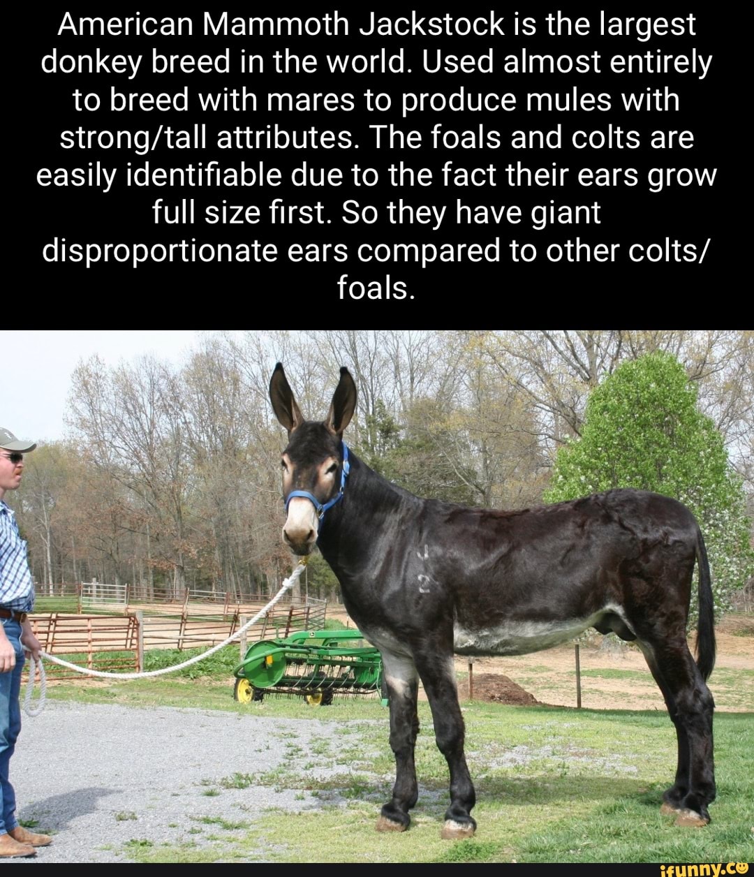 American Mammoth Jackstock is the largest donkey breed in the world