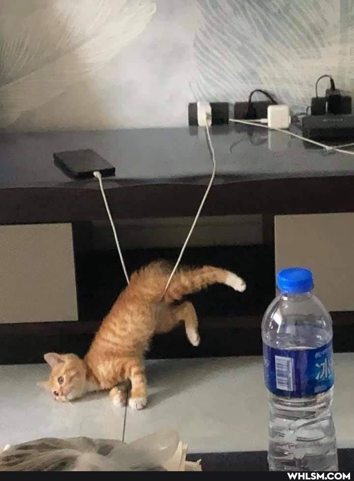 cat