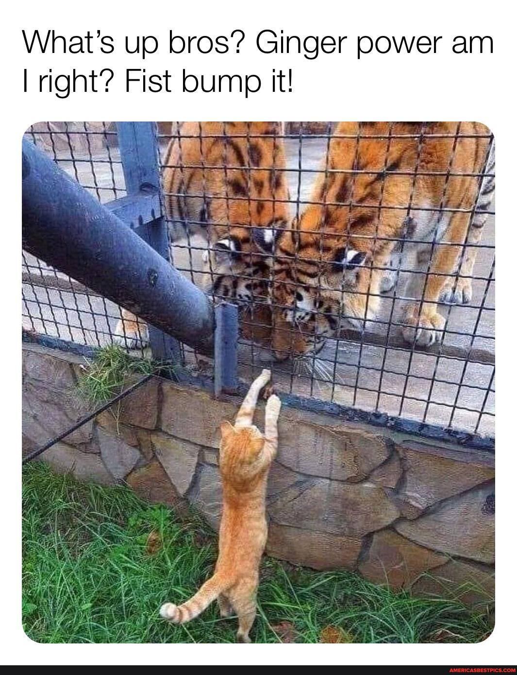 What's up bros? Ginger power am right? Fist bump it!