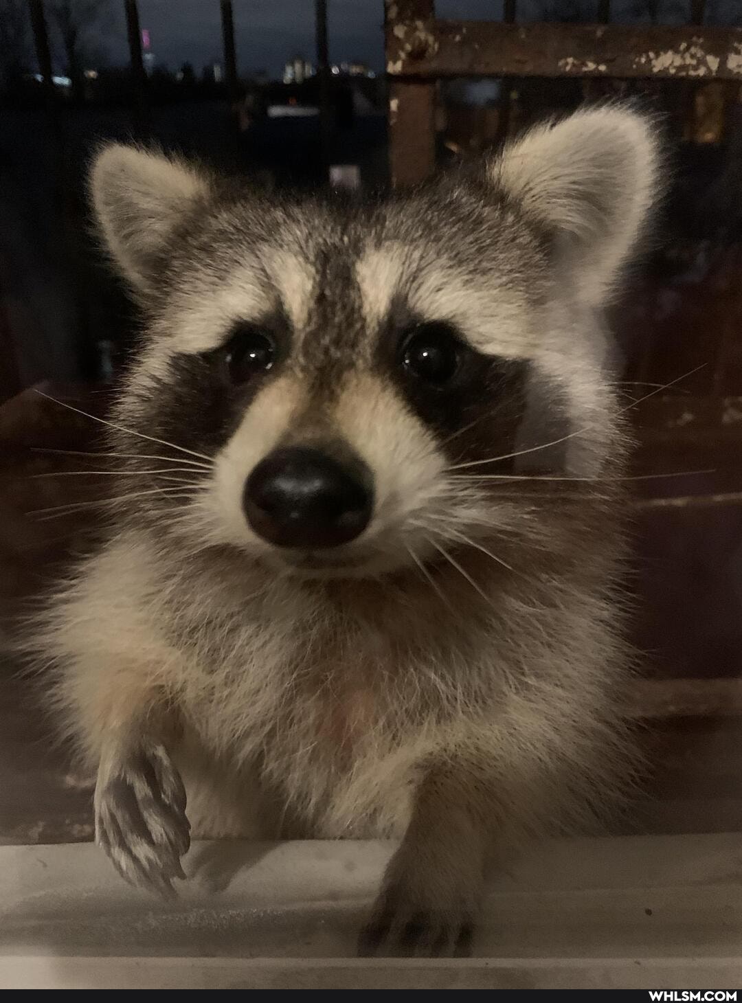 pics, trash_panda