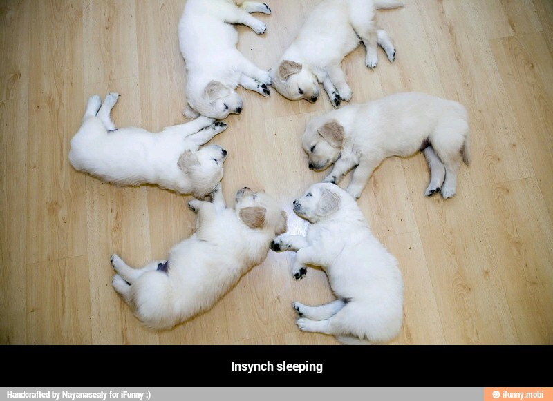 Insynch sleeping