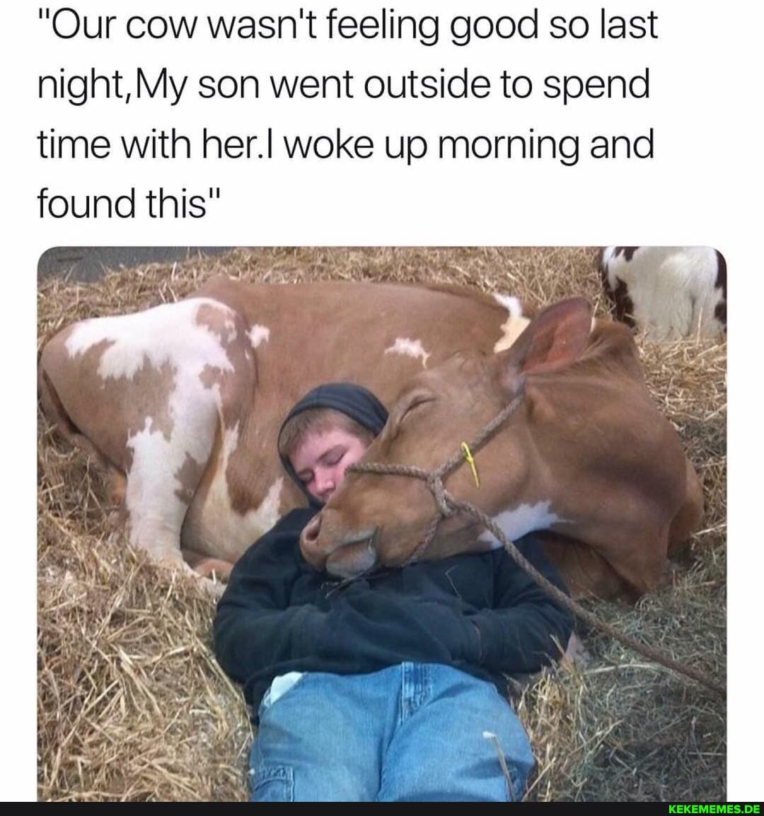 "Our cow wasn't feeling good so last night, My son went outside to spend time with her.I woke up morning and found this"
