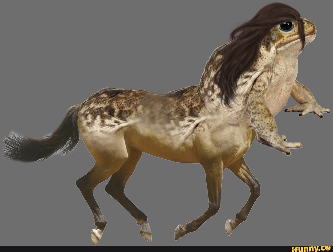 Centaur Toad Ifunny