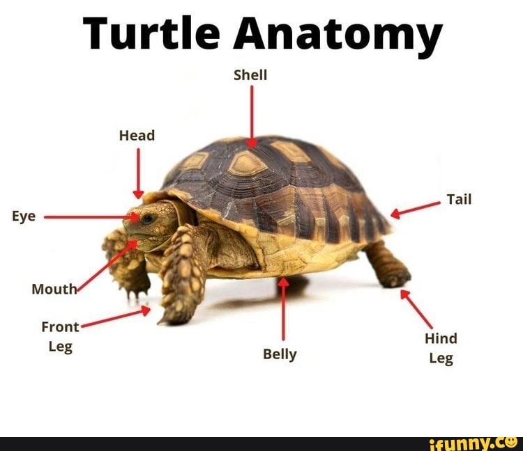 Turtle Anatomy Shell Belly Leg - iFunny