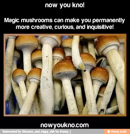 Magic mushrooms can make you permanently more creative