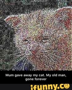 Mum gave away my cat. My old man, gone forever - Mum gave away my cat. My old man, gone forever