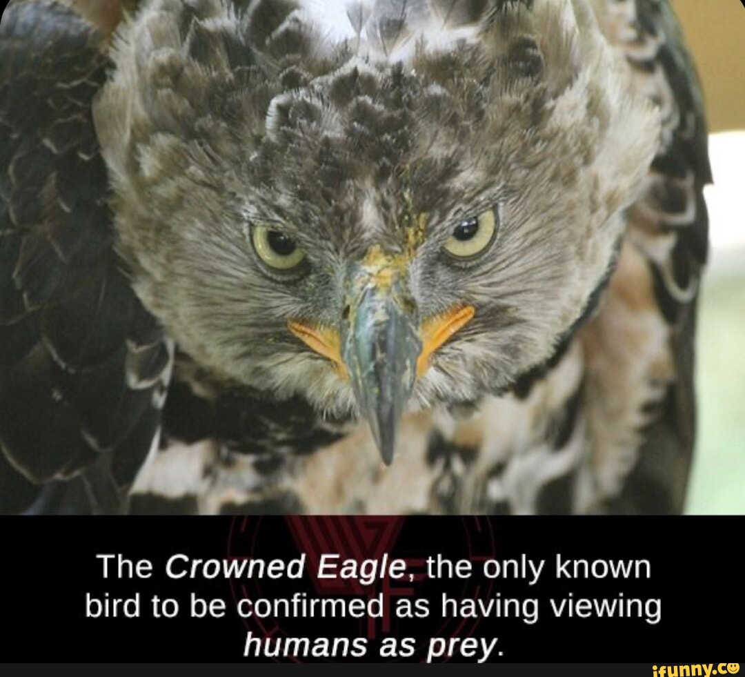 Knowing bird. Crowned Eagle.