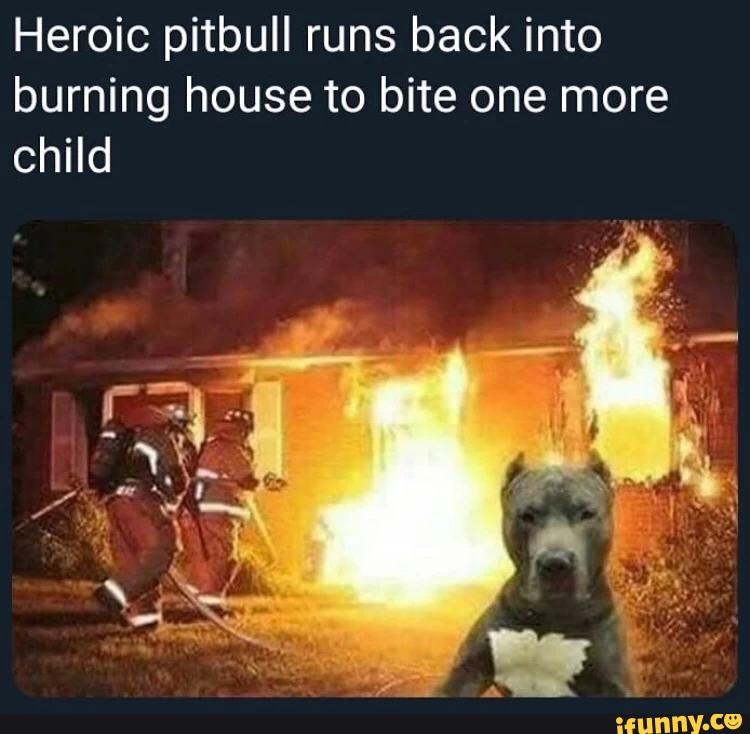 Origins of ._.XD Pitbull meme?, General Discussion