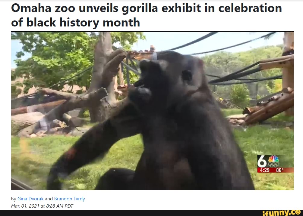 New gorilla exhibit - Omaha zoo unveils gorilla exhibit in celebration