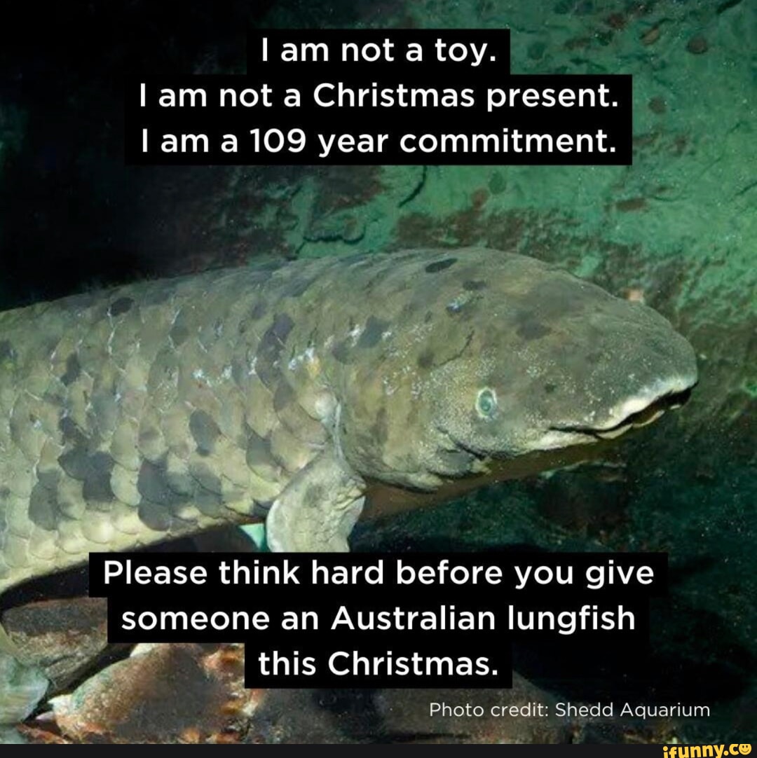 Lungfish meme