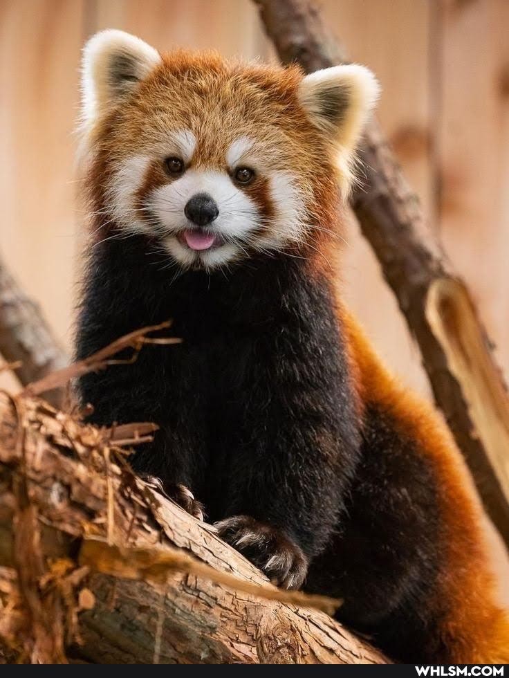 wildlife, red_panda