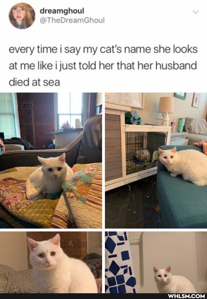 Dy eDreamGhoul
every time i say my cat's name she looks at me like i just told her that her husband died at sea