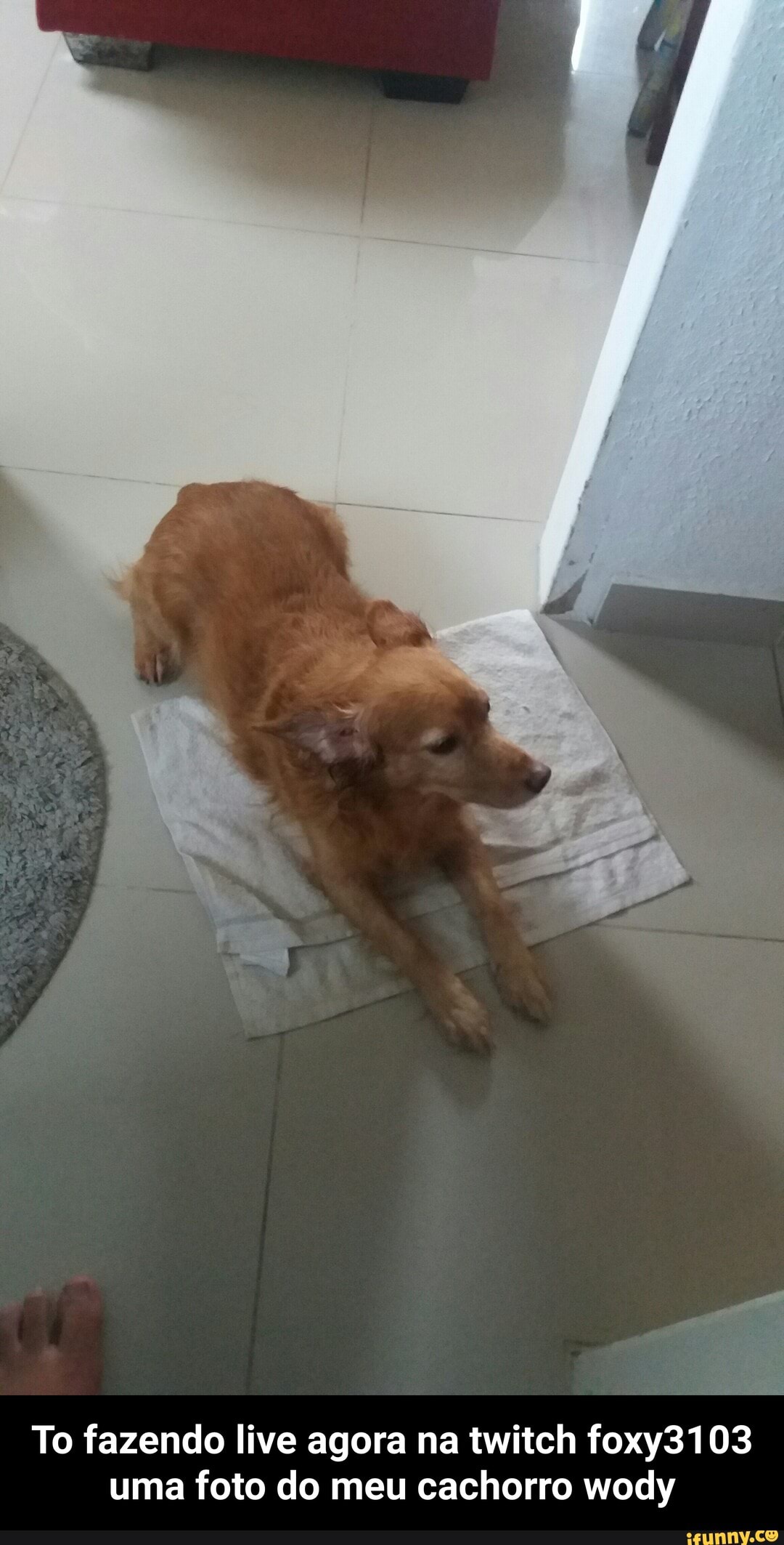 To fazendo live agora na twitch foxy3103 uma foto do meu cachorro wody - To fazendo live agora na twitch foxy3103 uma foto do meu cachorro wody