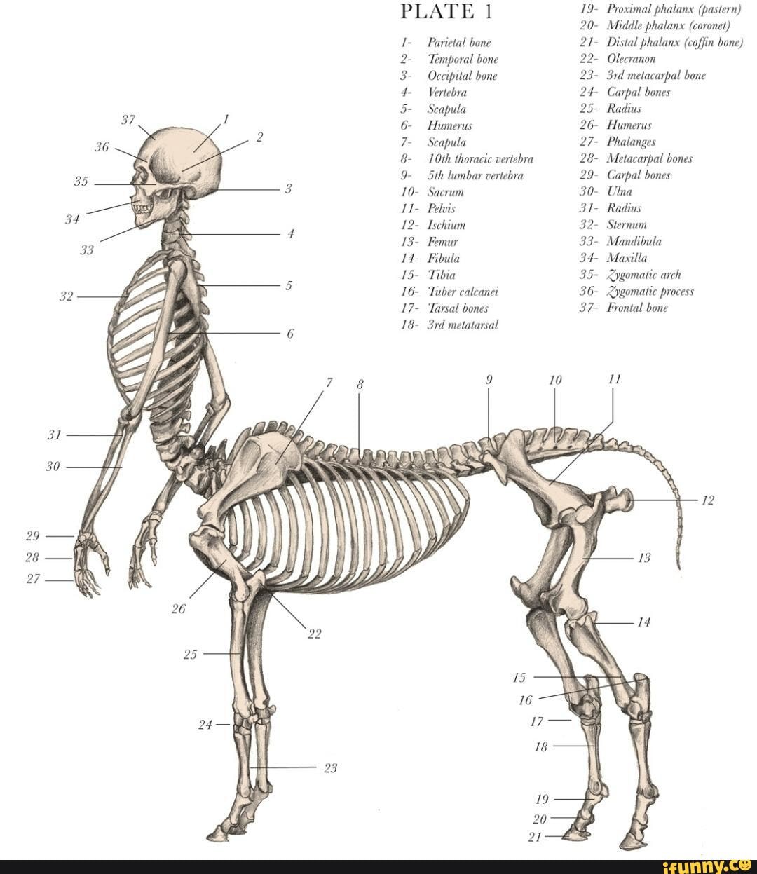 Centaur Anatomy by Dr. Spencer Black - 37 36 PLATE 1 4- metatarsal ...
