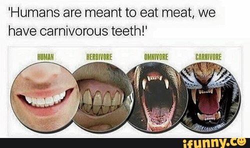 Are Humans Meant To Eat Meat