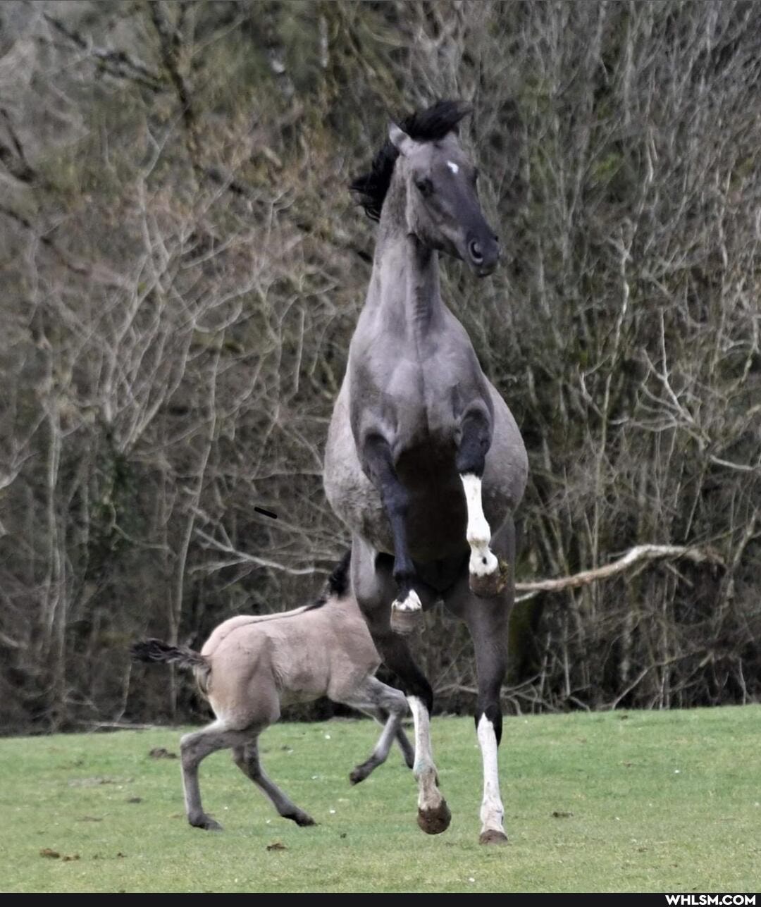 horse, foal
